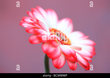 Fresca e pura immagine contemporanea di una punta rossa gerbera arte fotografia Jane Ann Butler JABP Fotografia379 Foto Stock