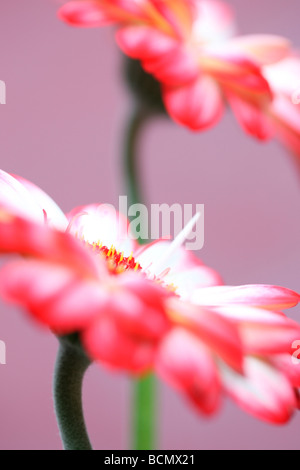 Una bella immagine della punta rossa gerbere arte fotografia Jane Ann Butler JABP Fotografia380 Foto Stock