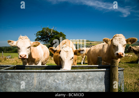 Mucche beventi Foto Stock