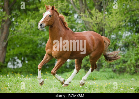 Oldenburg - cavallo al galoppo sul prato Foto Stock