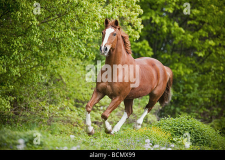 Oldenburg. Castagna cavallo al galoppo su un pascolo Foto Stock