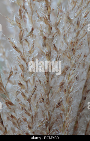 Miscanthus sinensis 'Zebrinus' AGM (Zebra erba) morti teste di seme. Foto Stock