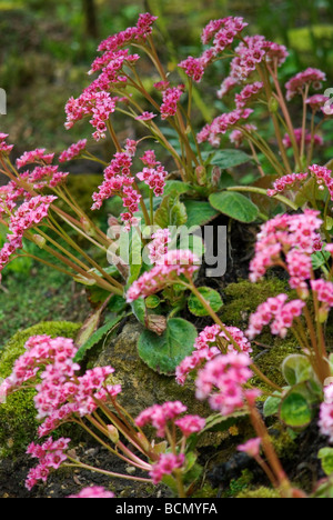 BERGENIA CILIATA ELEFANTI ORECCHIE Foto Stock