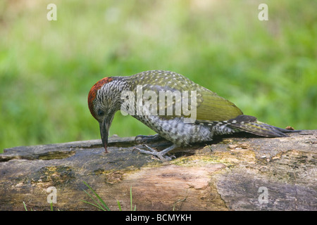 Unione capretti picchio verde Picus viridis domande di indagine per alimenti con linguetta lunga su rotton log in Oxfordshire Garden Foto Stock