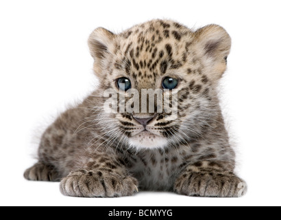 Il persiano leopard Cub, 6 settimane di età, di fronte a uno sfondo bianco, studio shot Foto Stock