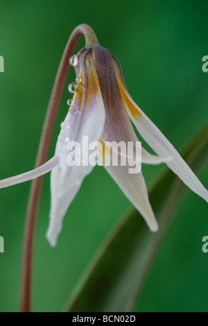 Erythronium dens-canis var. niveum (Dog-dente violetta, trota lily.) Foto Stock