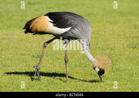 Grey Crowned Crane. Isole Canarie Fuerteventura, Spagna Foto Stock