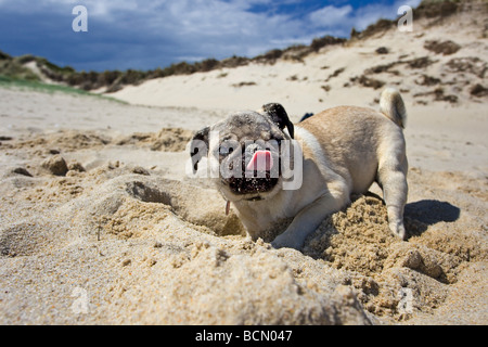 Pug cane - cucciolo di scavare un buco nella sabbia e leccare il suo muso Foto Stock