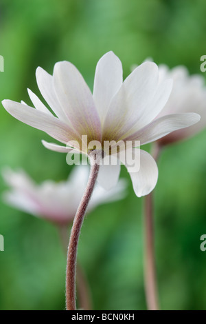 Anemone blanda " bianco splendore degli azionisti (Windflower) Foto Stock