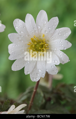 Anemone blanda " bianco splendore degli azionisti (Windflower) Foto Stock