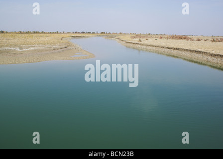 Vista autunnale di Eufrate pioppi, Tarim River, Luntai County, Xinjiang Uyghur Regione autonoma, Cina Foto Stock