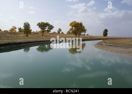 Vista autunnale di Eufrate pioppi, Tarim River, Luntai County, Xinjiang Uyghur Regione autonoma, Cina Foto Stock