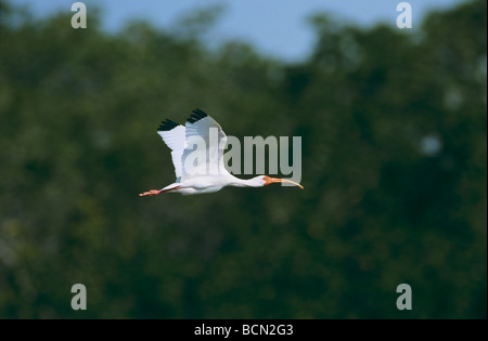 Americano bianco Ibis - battenti / Eudocimus albus Foto Stock