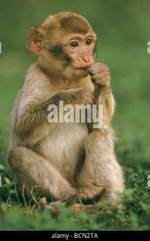 Barbary Macaque - cub seduti sul prato / Macaca sylvana Foto Stock