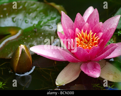 fiore del Giglio Foto Stock