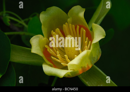 La grande fioritura di una tulipifera di Liriodendron o di un tulipfera di tulipfera, pioppo giallo. L'albero di stato del Kentucky Foto Stock