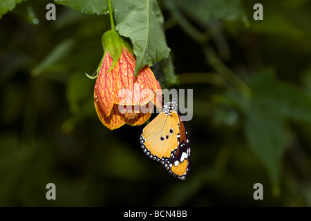 Il monarca (Danaus plexippus) è una farfalla milkweed , nella famiglia Nymphalidae. più noto American butterfly. Foto Stock