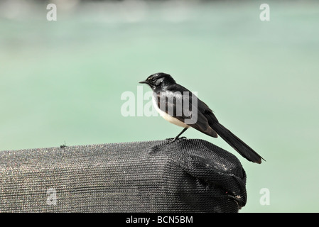 Willie Wagtail uccello nativo di Australia e Pacifico paesi Foto Stock