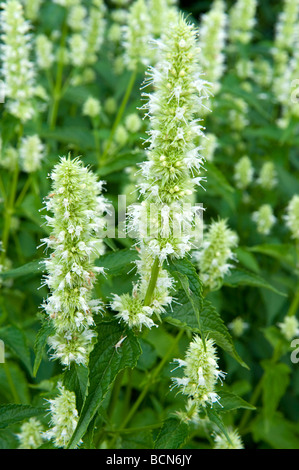 Sanguisorba Burnett Rosacee Tenuifolia "Alba". Bianco Fiori pungenti in piena fioritura. Foto Stock