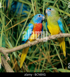 Due Scarlet-chested parrocchetti su ramoscello / Neophema splendida Foto Stock