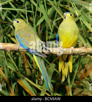 Blu-winged Parrot - giovane sul ramoscello / Neophema chrysostoma Foto Stock