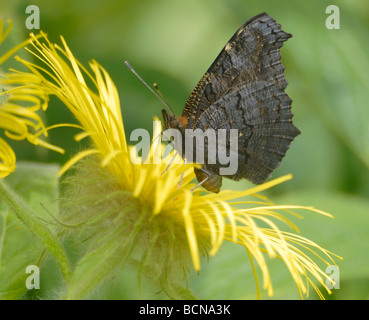 Farfalla pavone (Nymphalis io Inachis io) con le ali ripiegate alimentazione su un giallo Inula hookeri fiore. Foto Stock