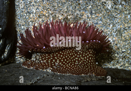 Strawberry anemone Actinia fragacea in un rockpool REGNO UNITO Foto Stock