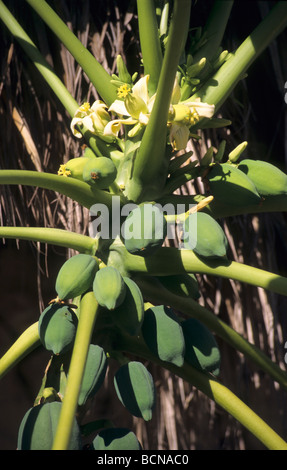 La papaia verde frutti sulla struttura ad albero (Carica papaya) - Caraibi - Repubblica Dominicana Island - La Altagracia provincia - Bayahibe Foto Stock