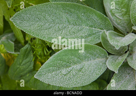 Agnelli' orecchie (Stachys byzantina) foglie con gocce di rugiada Foto Stock