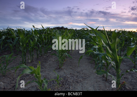 A metà altezza del mais al tramonto nel sud-ovest del campo di Ontario Foto Stock