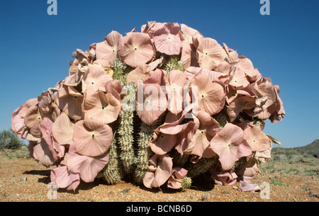 Hoodia o carrion flower Hoodia gordonii Asclepiadaceae nel deserto Sud Africa Foto Stock