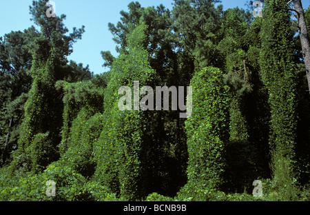 Kudzu Pueraria lobata montana introdotto in gli Stati Uniti come un stabilizzatore di suolo e ora una peste Foto Stock