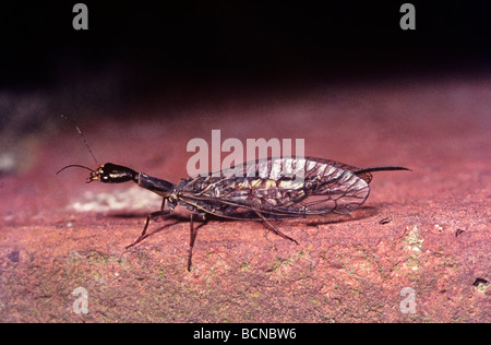 Snake fly Raphidia femmina notata Raphidoptera REGNO UNITO Foto Stock