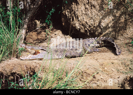 Crocodile sulle rive del fiume Nilo Murchison Falls National Park in Uganda Africa orientale Foto Stock