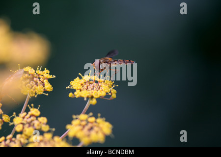 volate sul finocchio Foto Stock