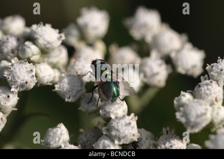 Comune bottiglia verde fly (Lucilia sericata) Foto Stock