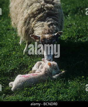 A nord di Inghilterra mulo pecora leccare uno del suo nuovo nato agnelli Dorset Foto Stock
