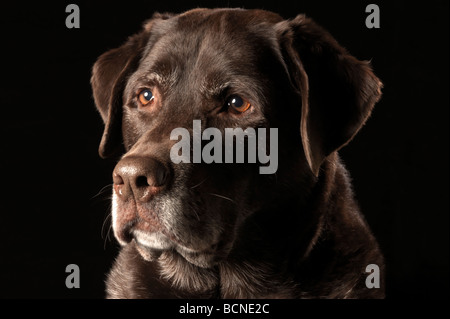 Colpo di testa di un cioccolato Labrador Retriever contro uno sfondo nero Foto Stock