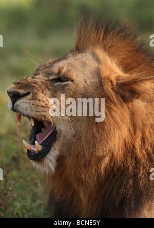 Leone maschio (panthera leo), Africa. Foto Stock