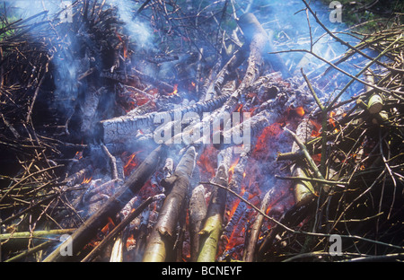 Segati rami di capra o di salice Salix caprea tree burning incandescente e fumo in falò Foto Stock