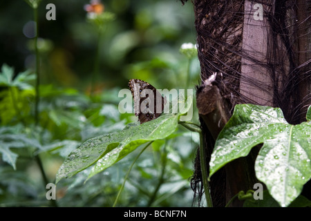 Il Blu Peleides morfo (Morpho peleides) è un iridato di farfalle tropicali trovato in Messico e America centrale, Trinidad Foto Stock