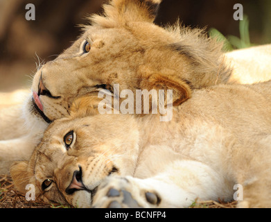 Due bambini maschio di leone africano fratelli sono visti insieme di appoggio a terra Foto Stock