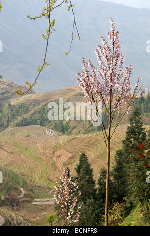 Alberi in fiore e terrazze di riso in primavera Longsheng Guangxi Cina Foto Stock