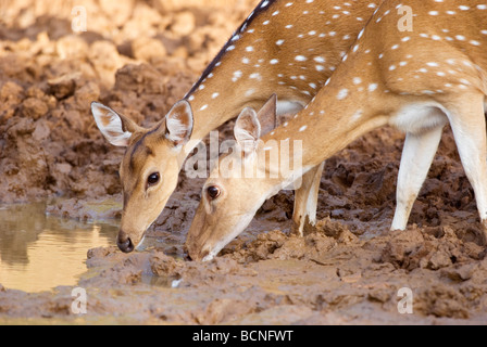 Spotted Deer (asse asse) bere da waterhole, Yala National Park, Sri Lanka Foto Stock