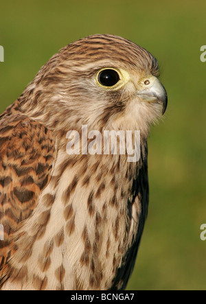 Il Gheppio Ritratto di testa Falco tinnunculus England Regno Unito Foto Stock