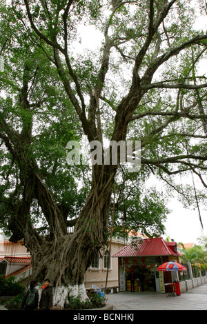 Gigantesco albero Banyang cresciuto su Isola di Gulangyu, Xiamen, provincia del Fujian, Cina Foto Stock