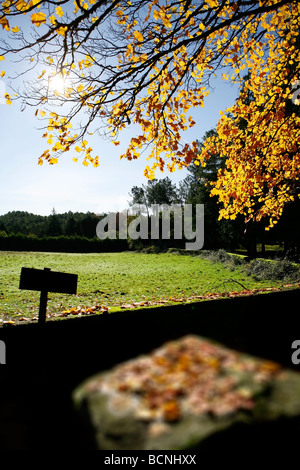 Bellissimo paesaggio foresta con raggi solari rendendo il modo attraverso gli alberi Foto Stock