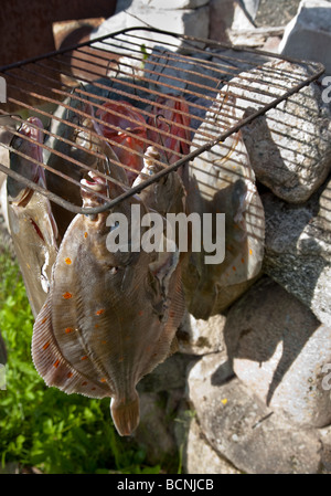 Fumato pleuronettiformi rombo chiodato e il pesce persico in home fatto fumigare forno Foto Stock