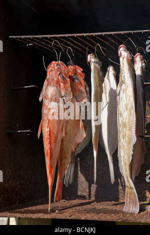 Fumato pleuronettiformi rombo chiodato e il pesce persico in home fatto fumigare forno Foto Stock