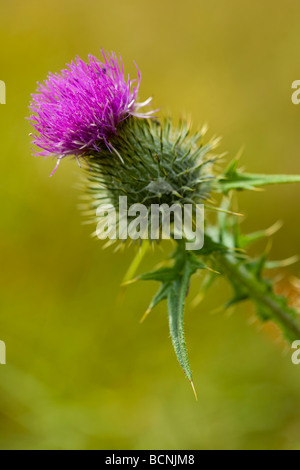 Inghilterra Northumberland Corbridge Spear Thistle Circium vulgare che cresce in un campo nei pressi di Corbridge Foto Stock